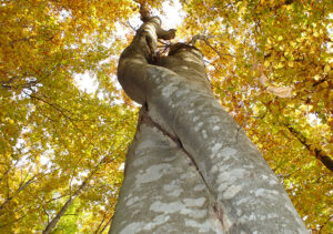 xcompany sustainability 2.jpg.pagespeed.ic .8hGrAYjU2o