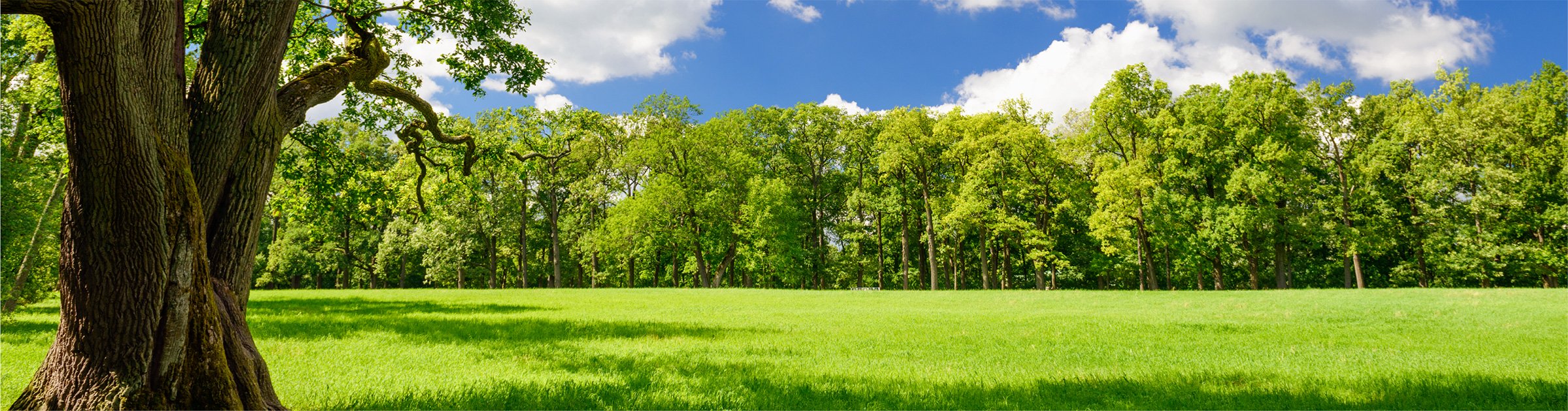 xcompany sustainability 4.jpg.pagespeed.ic .HYAqQbz1tL